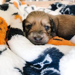 Dachshund Puppies from Mill Creek Dachshunds