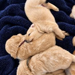 Male 4 - Light golden male Golden Retriever puppy in Rainier, Washington from Hanson’s NW Goldens & Doodles