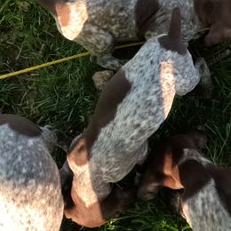 D6 - Liver and white female German Shorthaired Pointer puppy in Mechanicsville, Iowa from Apple River Working Dogs