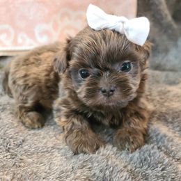 Shih Tzu Puppies from FurryTails Shih-tzu