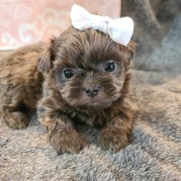 Shih Tzu Puppies from FurryTails Shih-tzu