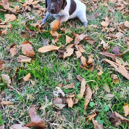 Boy 1 - Liver roan male German Shorthaired Pointer puppy in Troy, North Carolina from Uwharrie GSP