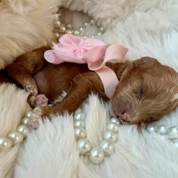 Pink - Red  female Poodle puppy in Saginaw, Texas from Pawcious Poodles