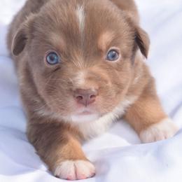 Boy 2 - Red tri-color male Australian Shepherd puppy in Nebraska from Our Barn Aussies
