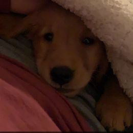 Golden Retriever Puppies from 3 Gun Retrievers