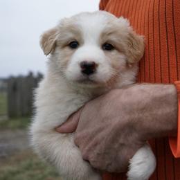 Daphne - Yellow female Australian Shepherd puppy in Holmesville, Ohio from Coffee Run Spring at Miller Farms