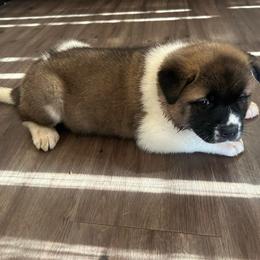 Dark Blue - Brown brindle male Akita puppy in Las Vegas, Nevada from Ishikawa Akita's