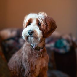 Buttercup - Australian Labradoodle