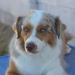 Jane - Miniature American Shepherd