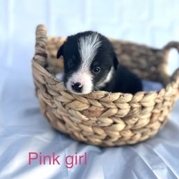 Pembroke Welsh Corgi Puppies from Courtlyn's Corgis