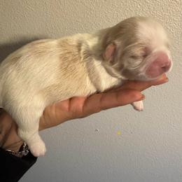 Girl 2 - Cream and white female Shih Tzu puppy in Hermiston, Oregon from Butterfly Shih Tzu Pups