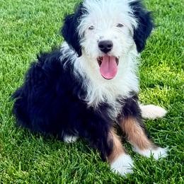 Suzy - female Australian Mountain Doodle puppy in Sterling, Colorado from North 40 Doodles