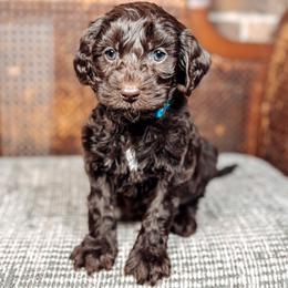 Mike - Chocolate male Australian Labradoodle puppy in Decatur, Alabama from Southern Meadows Doodles