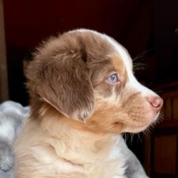Habanero-Full tail and blue eyes likely - Red merle male Australian Shepherd puppy in Penrose, Colorado from Best Friend Aussies