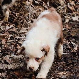 Cinnamon - Red merle female Australian Shepherd puppy in Silex, Missouri from Small Town Australian Shepherds