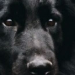 German Shepherds and Miniature Australian Shepherds from Haus Bossard German Shepherds