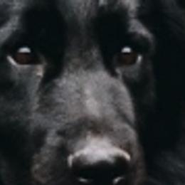 German Shepherds and Miniature Australian Shepherds from Haus Bossard German Shepherds