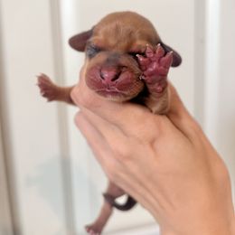 Shaggy - Dapple male Dachshund puppy in Conroe, Texas from R&K Dachshunds