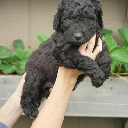 Yellow Collar - Chocolate Goldendoodle puppy in Lakewood, Washington from Grit City Goldendoodles