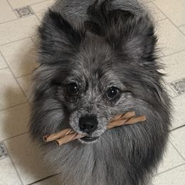 Pomeranians from Angelas Pomeranians