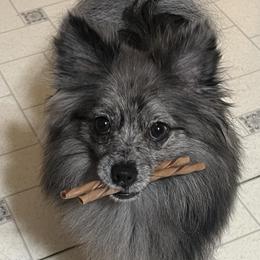 Pomeranians from Angelas Pomeranians