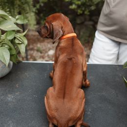 Rhodesian Ridgeback Puppies from African Legends Rhodesian Ridgebacks