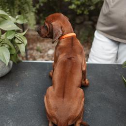 Rhodesian Ridgeback Puppies from African Legends Rhodesian Ridgebacks