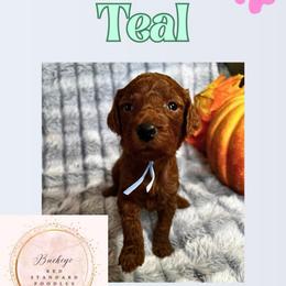 Teal - Red  female Poodle puppy in Lima, Ohio from Buckeye Red Standard Poodles