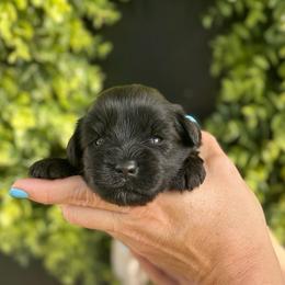 Jocie - Orange Girl- Yellow - Black female Miniature Schnauzer puppy in Oneonta, Alabama from Murphree Valley Kennels