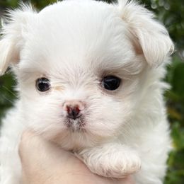Frost - White male Maltese puppy in Orlando, Florida from Denise’s Puppies