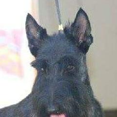 Boston Terriers and Scottish Terriers from Robbi's Pups