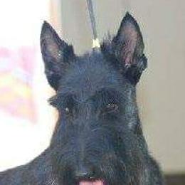 Boston Terriers and Scottish Terriers from Robbi's Pups