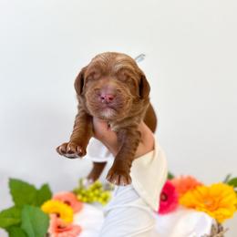 Thumper - Caramel male Australian Labradoodle puppy in Palmdale, California from Pixie Doodle Paws