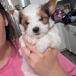 Jasper - Parti male Yorkshire Terrier puppy in Lakeland, Florida from You Me & The Yorkies
