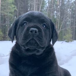 Labrador Retrievers from Savidge Labrador Retrievers