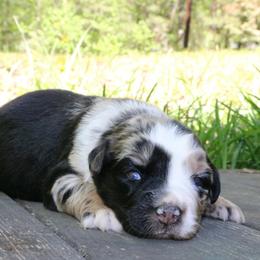 Vera - Blue merle female Australian Shepherd puppy in Macon, Georgia from Shaina’s Shepherds