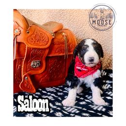Saloon - Tri-color female Bernedoodle puppy in Belleville, Michigan from Moose Tracks Bernedoodles