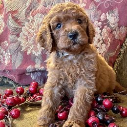 Poodles from SPoiled SPoos