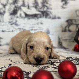 Roo - Cream male Dachshund puppy in Dothan, Alabama from Little House Pups