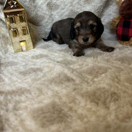 Dachshund Puppies from Steadfast station, mini dachshunds