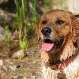 Golden Retrievers from Oak Canyon Golden Retrievers