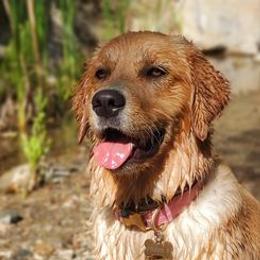 Golden Retrievers from Oak Canyon Golden Retrievers