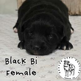 Janis - Black & white female Miniature Australian Shepherd puppy in Jaroso, Colorado from Heaven Sent Aussies