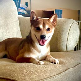 Ichiro - Shiba Inu