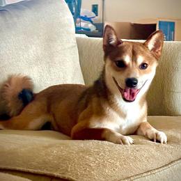 Ichiro - Shiba Inu