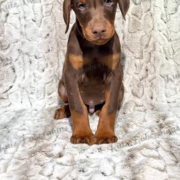 Green - Red and rust male Doberman Pinscher puppy in Louisville, Kentucky from Ruiz Dobermans