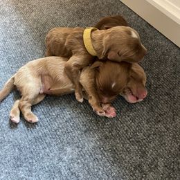 Australian Labradoodle Puppies from Kippy’s Farm Australian Labradoodles