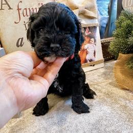 Coco - Black female Cockapoo puppy in Brownsboro, Texas from Fresh Mojo Farms&Paws