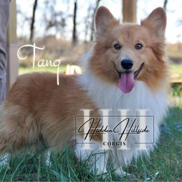 Tang - Pembroke Welsh Corgi