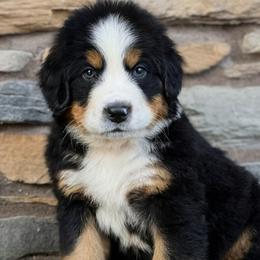 Skye - Black rust and white female Bernese Mountain Dog puppy in Stone Creek, Ohio from Highland Meadows
